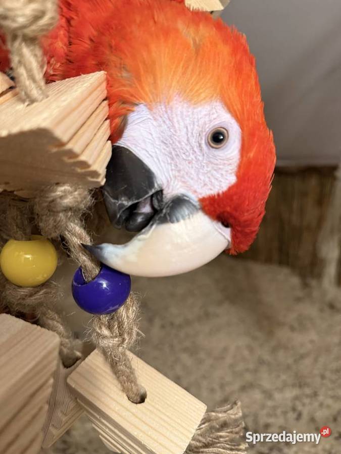 Papuga Ara Macao samiec ręcznie karmiona Brodnica