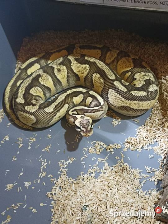 Samica pyton królewski citrus pastel enchi poss Warszawa
