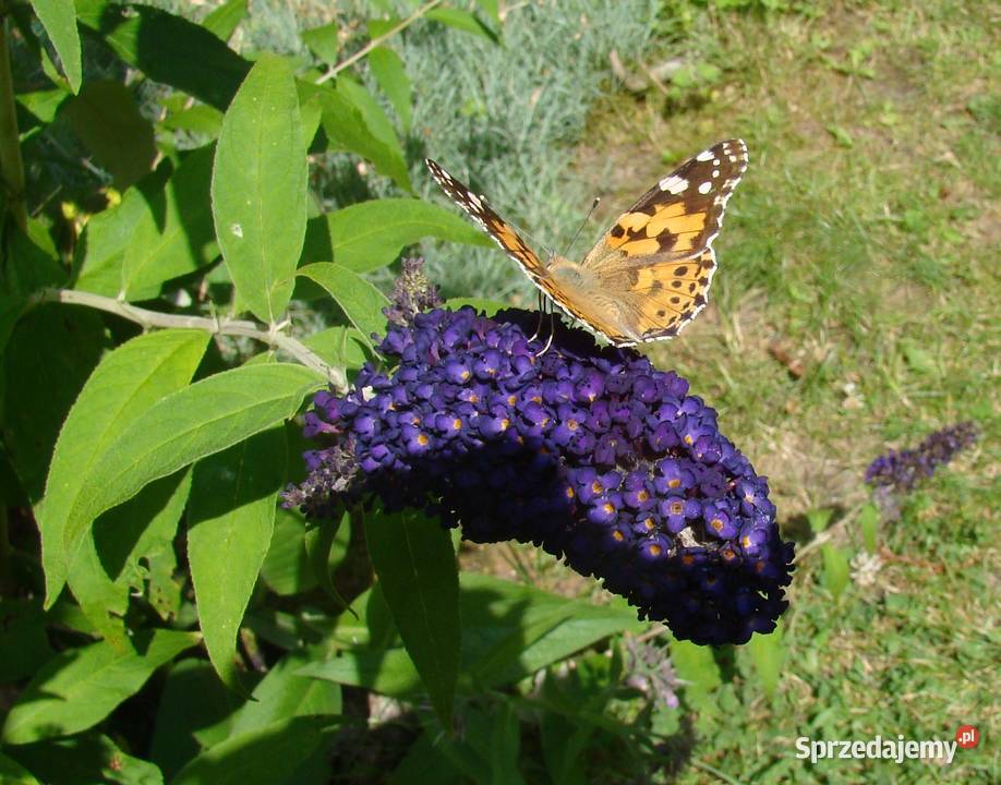 Budleja x2 kwiat motyli świetny Przemyśl sprzedam
