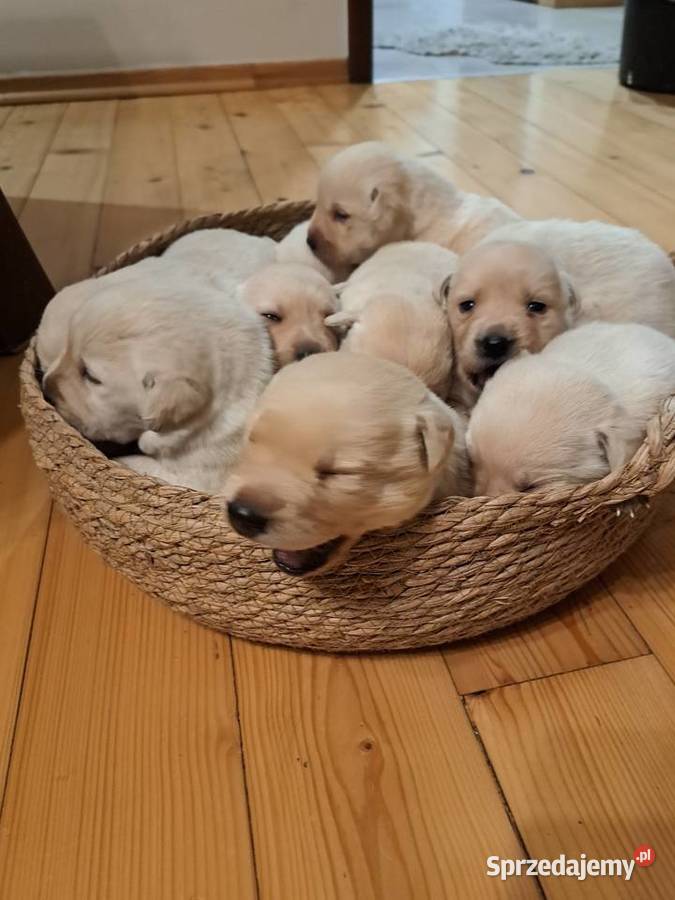 Labrador Retriever szczeniaki małopolskie Tarnów