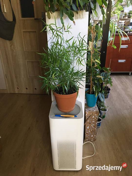 Asparagus falcatus Warszawa