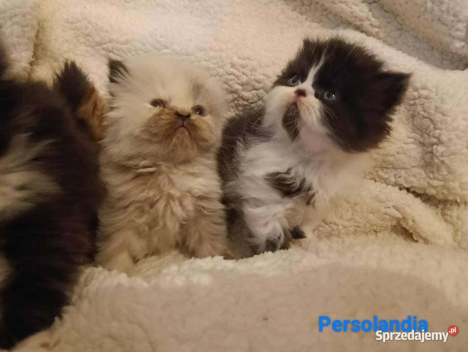 Koty perskie pers persy perski podkarpackie Jedlicze
