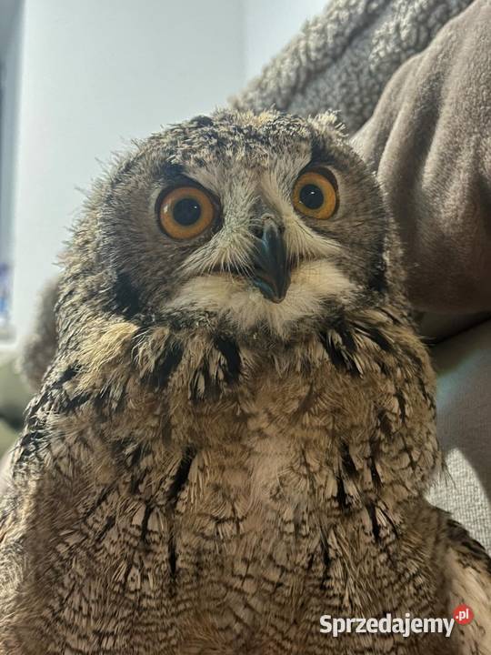 Sowa Puchacz Bengalski Bubo Bengalensis Ręcznie Marklowice Górne