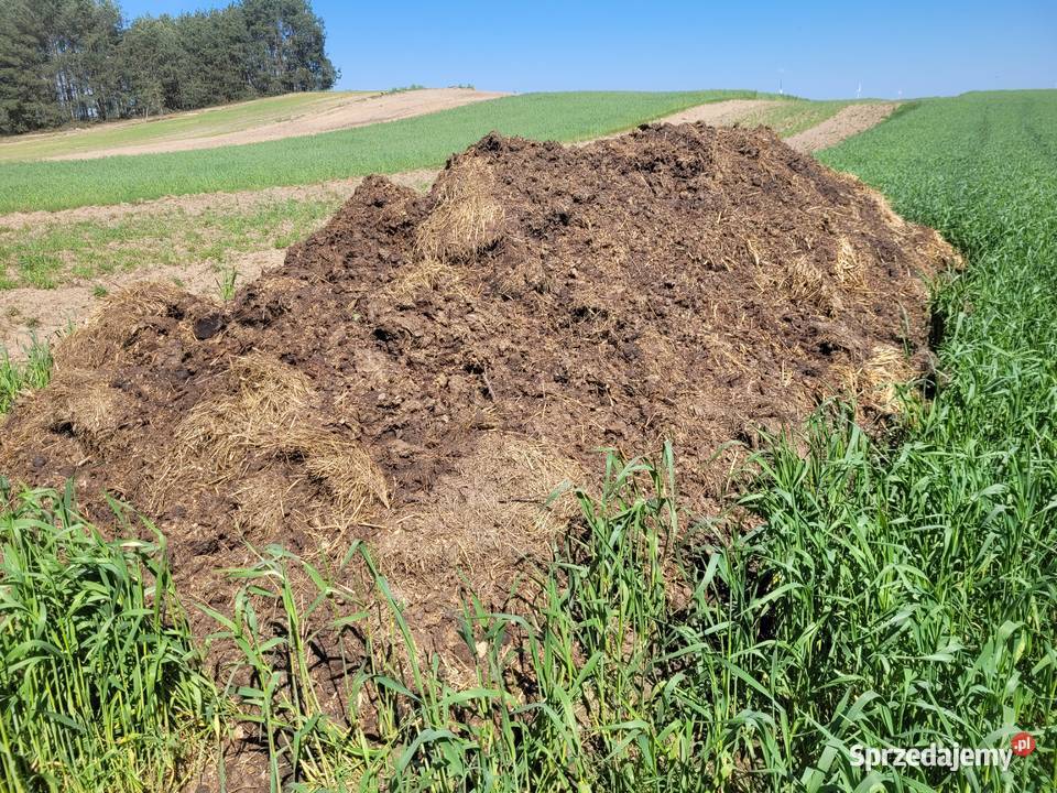 Obornik koński Gutkowice