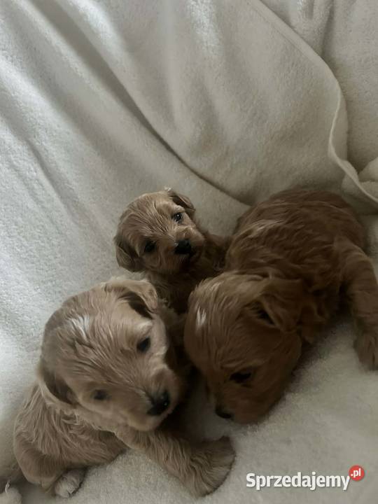 Szczenięta Maltipoo małopolskie Gorlice