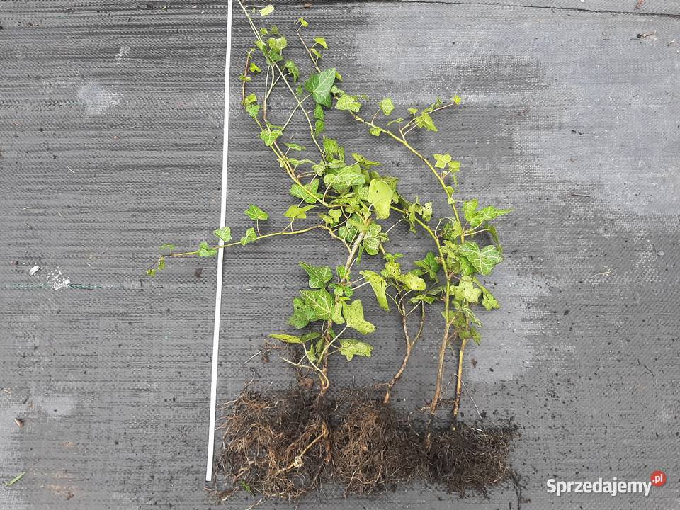 Bluszcz Hedera Helix zimozielony pnący lubelskie