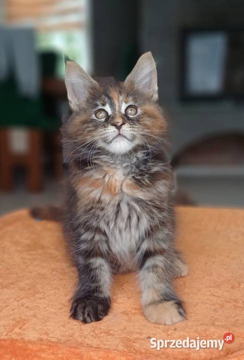Maine Coon Kotka f22 Rodowód FPL sprzedam