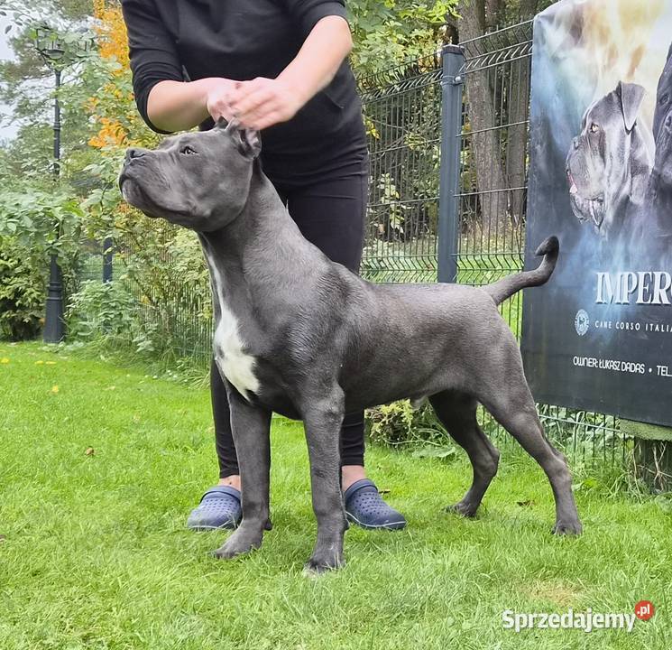Piękny szary szczeniak pies Cane Corso ZKwP FCI Gończyce