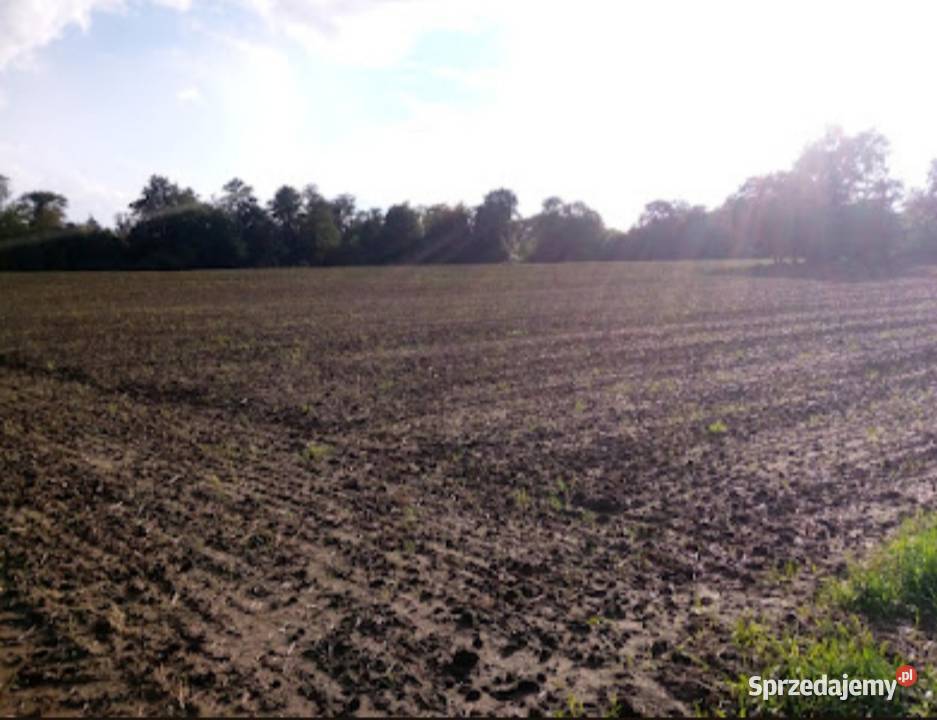Grunty rolne pod uprawę WrocławWidawa Przepiękny polna Wrocław