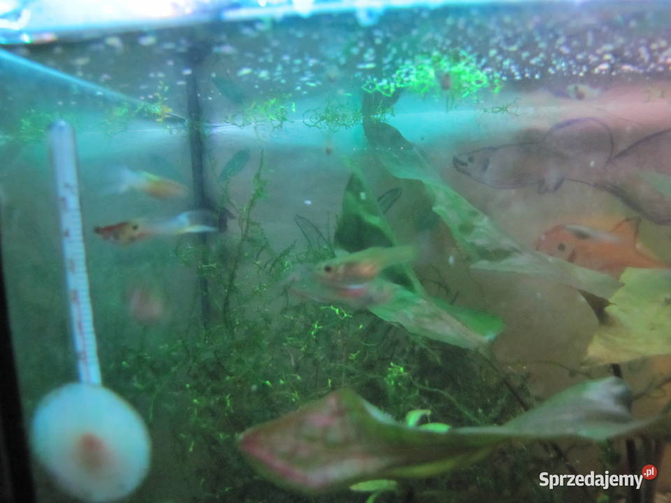 Małe akwarium z obsadą kujawsko-pomorskie Toruń