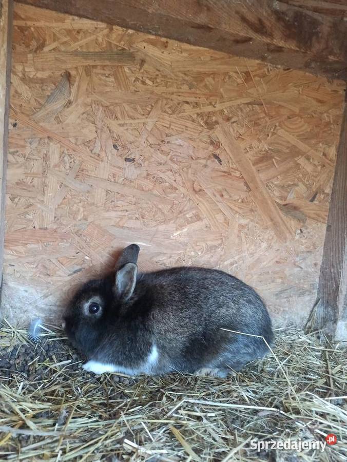 Króliki belgijski olbrzym Krupe sprzedam