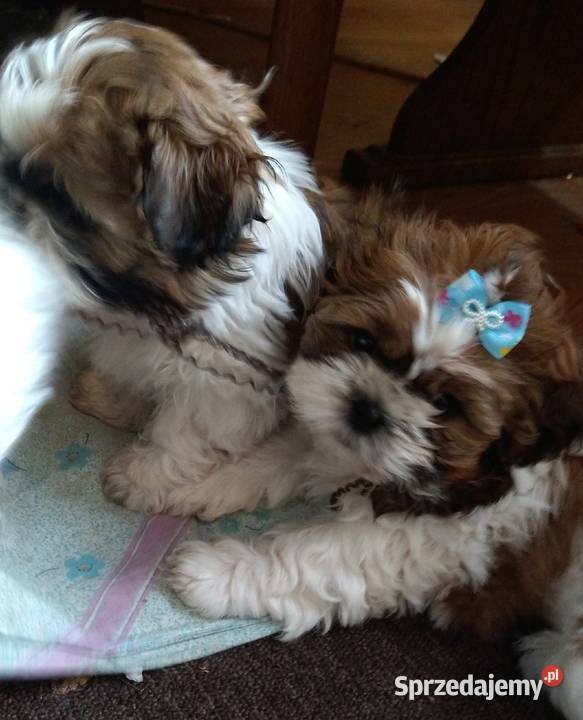 Shih tzu Krosno sprzedam