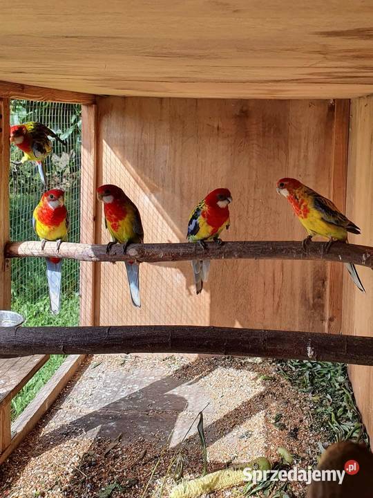 Rozella Białolica Rozelle Gold Mantel Ostroróg