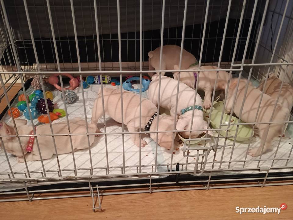 Wysokiej jakości krępe szczenięta buldoga Buldog Kucerz