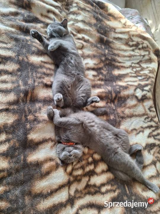 Kotki brytyjskie Chróścin sprzedam