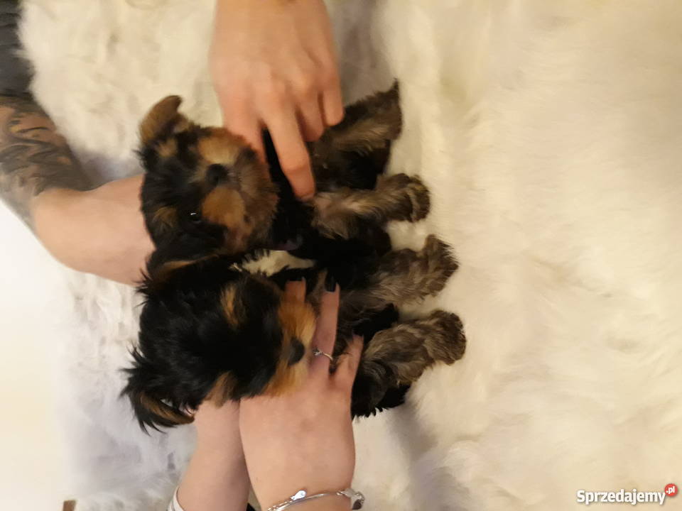 Dwa yorki szukają nowego domu Piaseczno