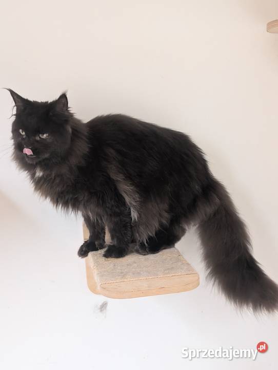Flavio kocurek Maine Coon Adopcja płatna Koty Pszczyna