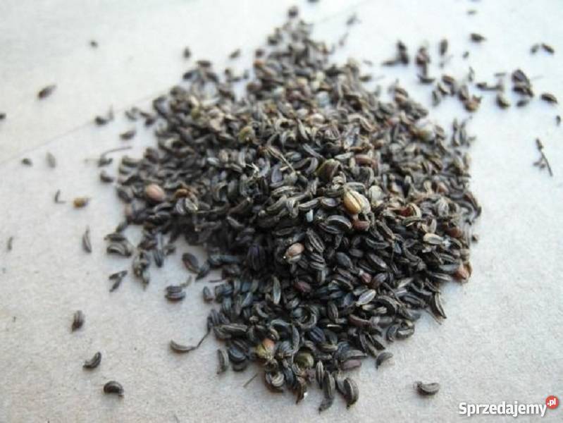 Marek kucmerka nasiona