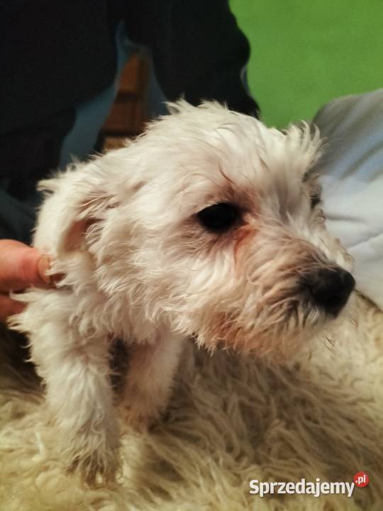 Sznaucer miniaturowy Złotoryja sprzedam