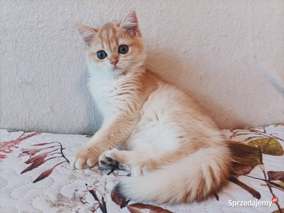 Kot brytyjski kotka brytyjska długowłosy Częstochowa