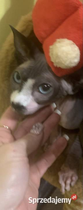 Sfinks Kanadyjski Do odbioru koteczką Rodowód wielkopolskie Leszno