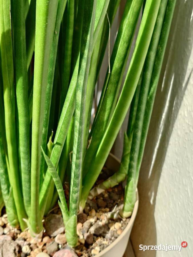 Sansevieria subtilis odrost 67 kolekcjonerska Warszawa