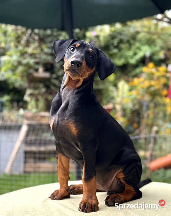 Pinczer średni niemiecki FCI championach