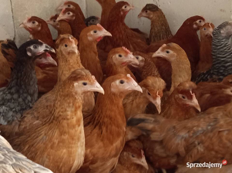 Młode kury kokoszki 14 tygodni rosa leghorn Ptaki Krosno sprzedam