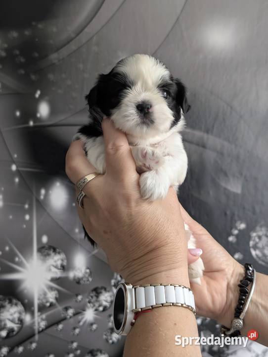 Szczenięta shih tzu z genem blue śląskie Zawiercie
