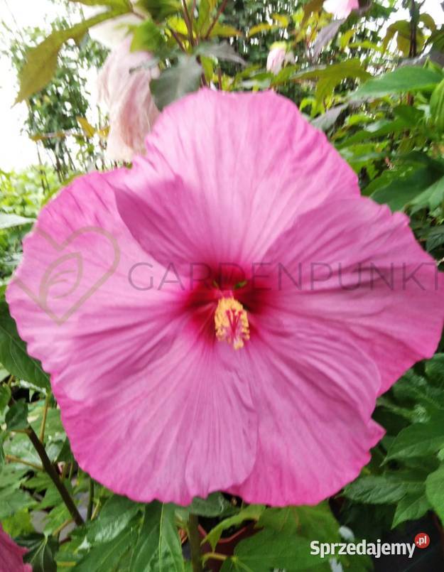 Hibiscus Bagienny Bylinowy XXL Hibiskus Knurów