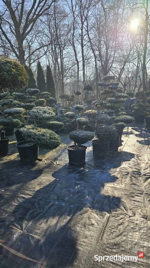 Bonsai rośliny formowane Wieliczka