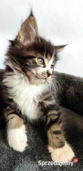 Maine coon Kotka czarna klasycznie pręgowana z