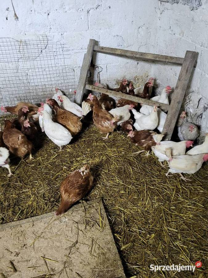 Kury zagrodowe koguty araukan Zrąbiec