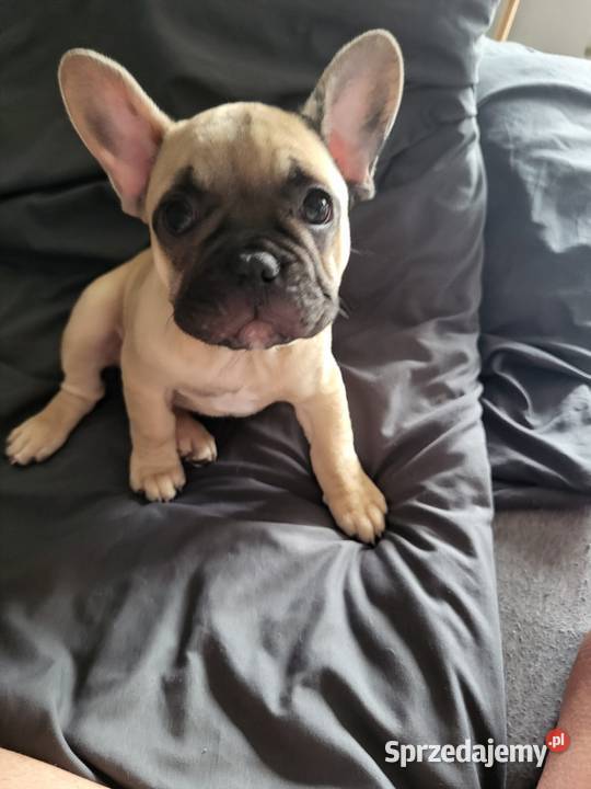 Buldog francuski Lubin sprzedam
