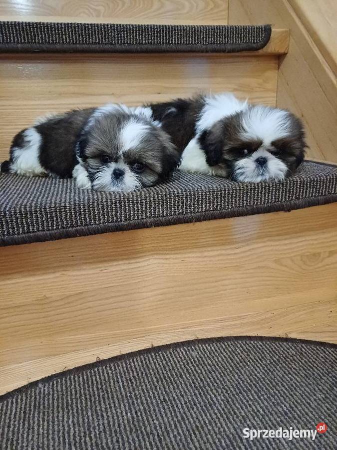 Śliczna suczka shih tzu tricolor sprzedam