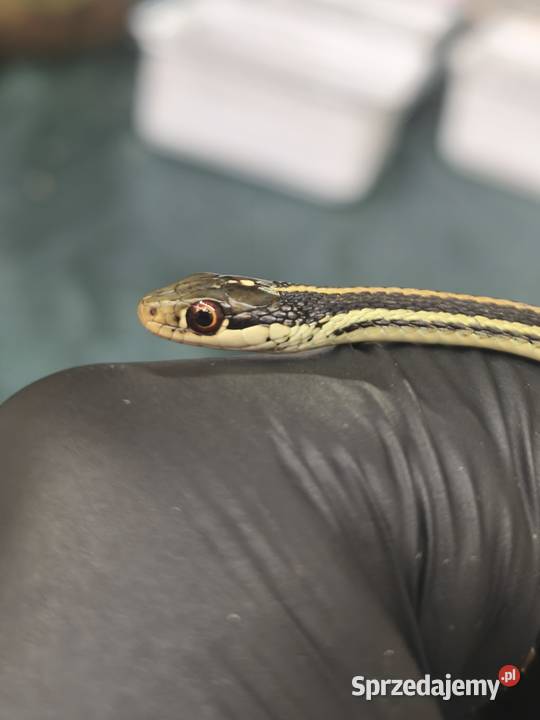 wąż Thamnophis spp młody osobnik samiec