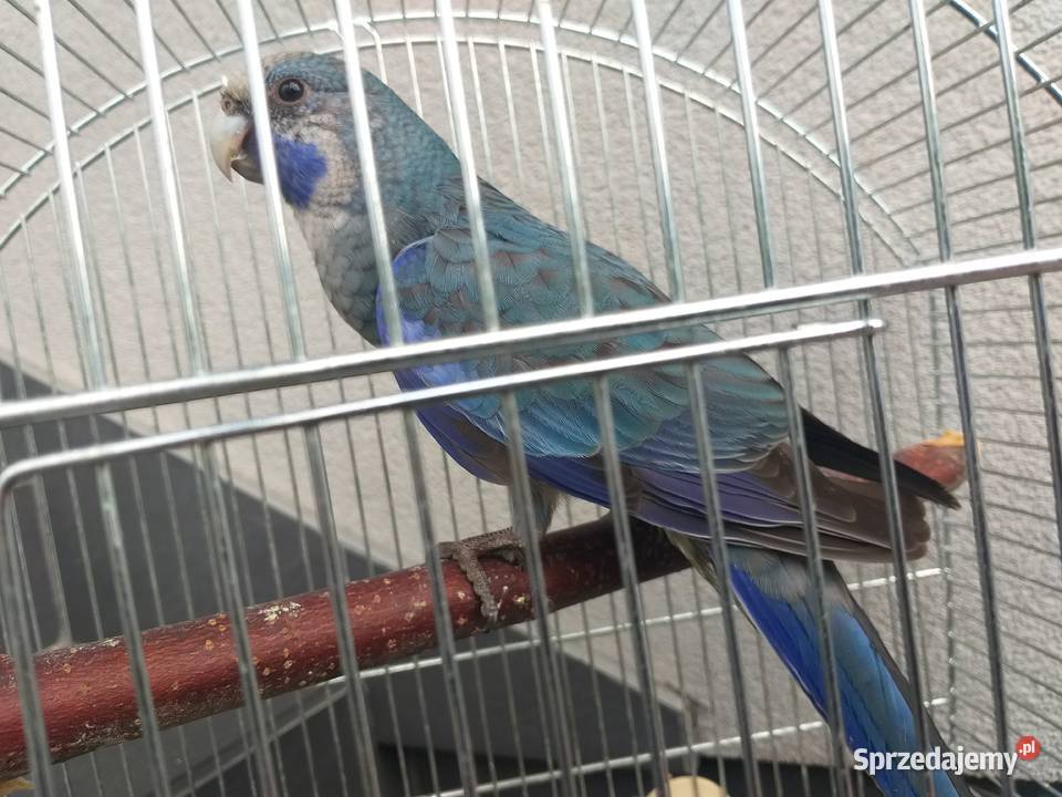 Papuga razella królewskia Wieliczka sprzedam