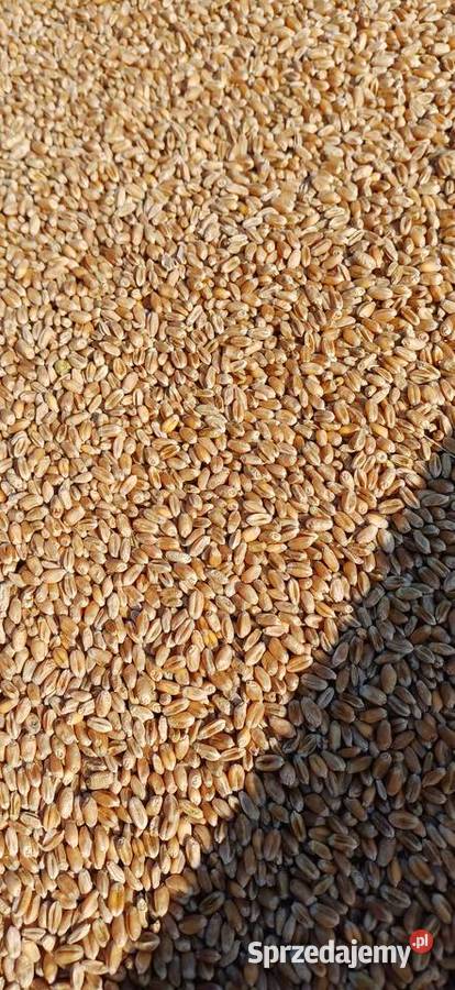Pszenica jara mazowieckie Wólka Leśna