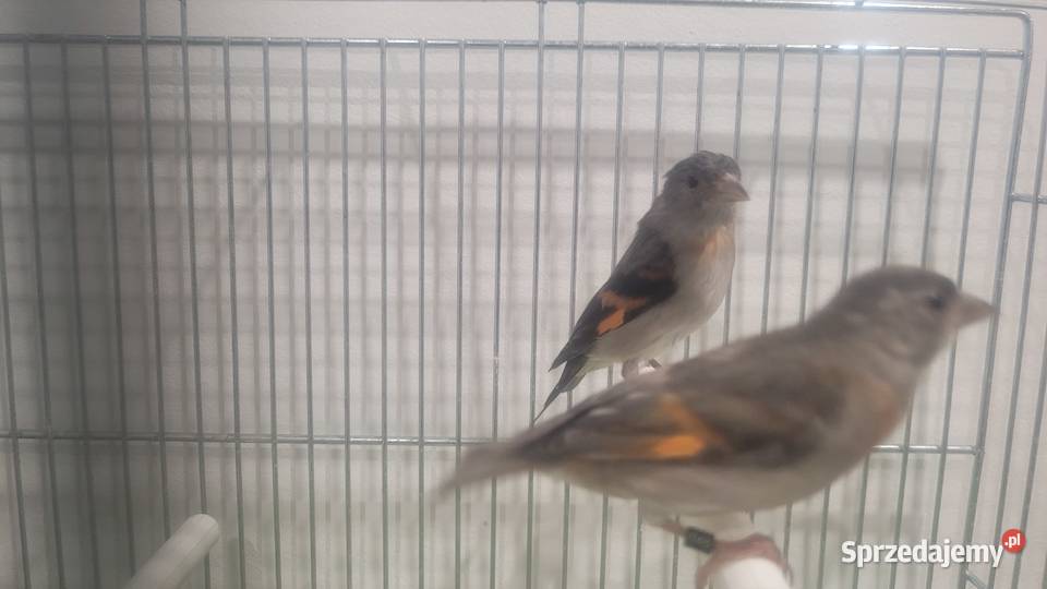 Czyżyki czerwone kapucynek Wieliczka