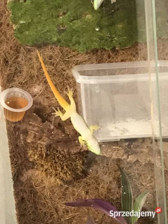 Phelsuma madaskarska Bochnia sprzedam