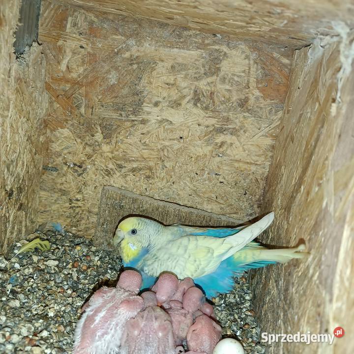 Sprzedam papugi faliste