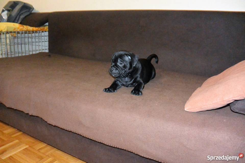 Staffordshire Bull Terrier Staffik Stafik podlaskie Białystok