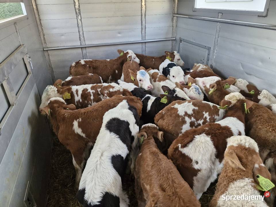 Sprzedam cielaki Nakło nad Notecią