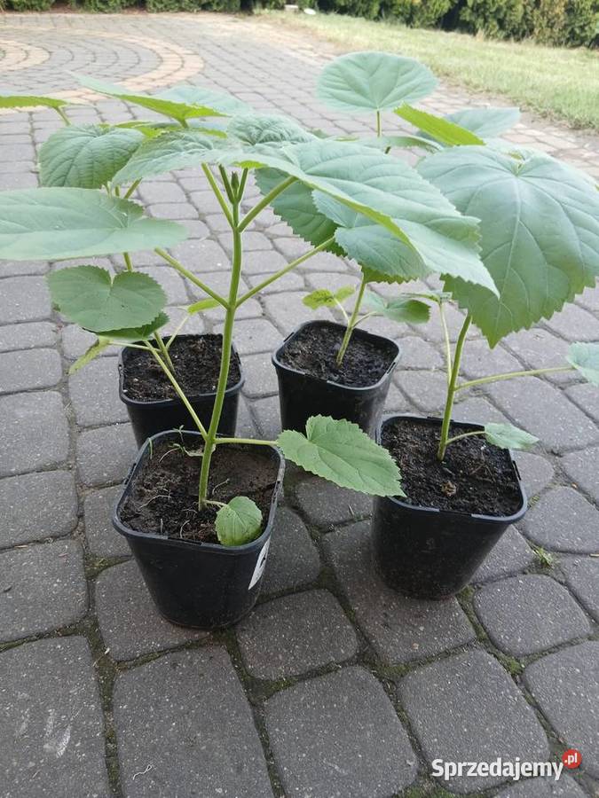 Drzewa tlenowe paulownia sadzonki mazowieckie Sochaczew
