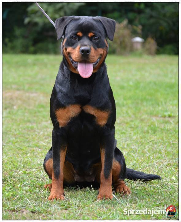Rottweiler samiec ZKwPFCI Smyków