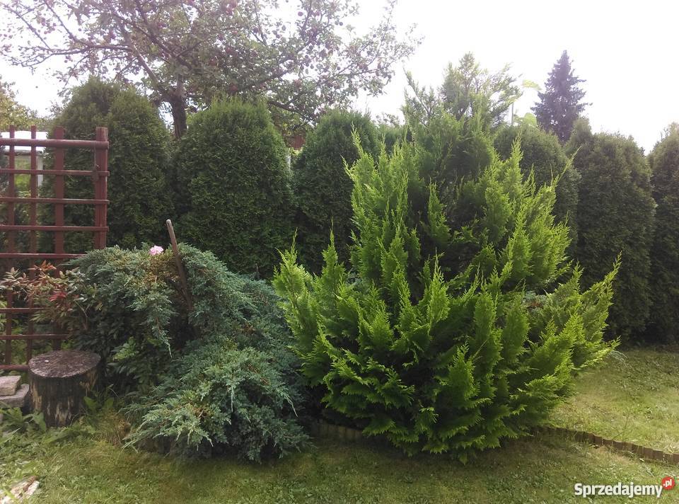 Sprzedam działkę ogrodową na Malwa Sianożęć Suwałki