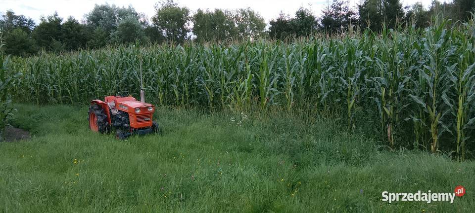 Kukurydza na kiszonkę kwalifikat Bierzewice