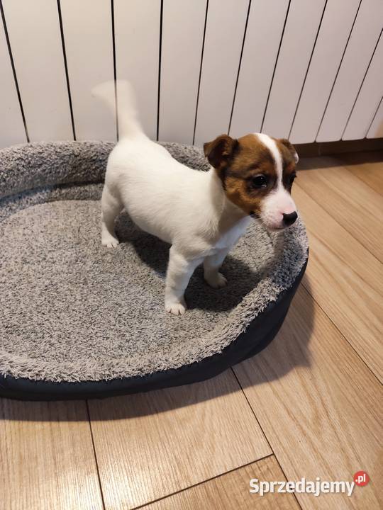 Jack Russell terrier Piątek sprzedam