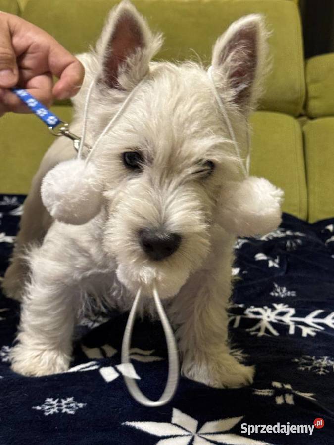 WEST HIGHLAND WHITE TERRIER West Highland White Terrier Ozimek