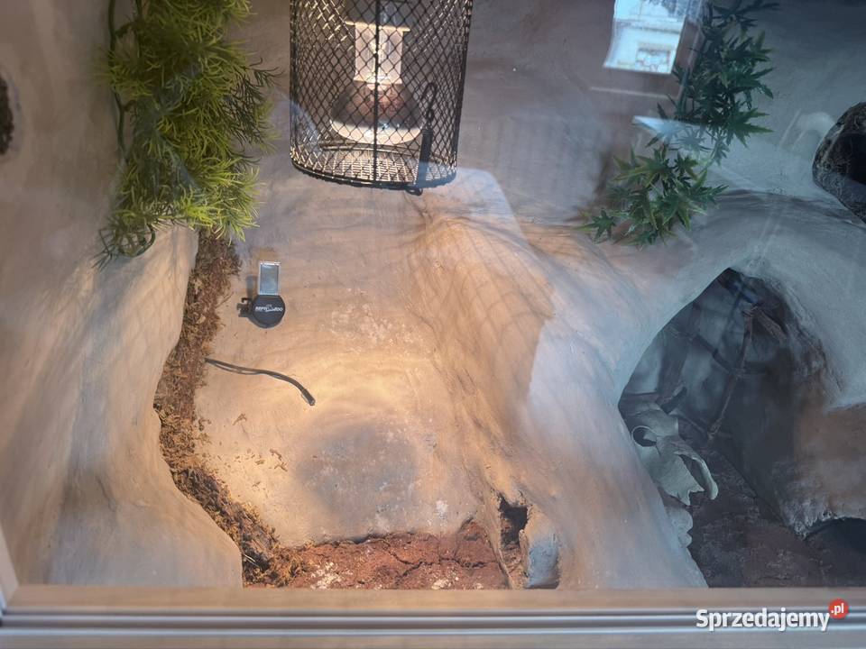 Sprzedam terarium gekona lamparckoego